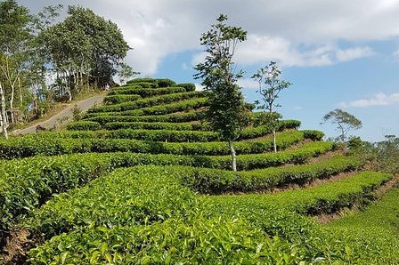 nglinggo tea plantation