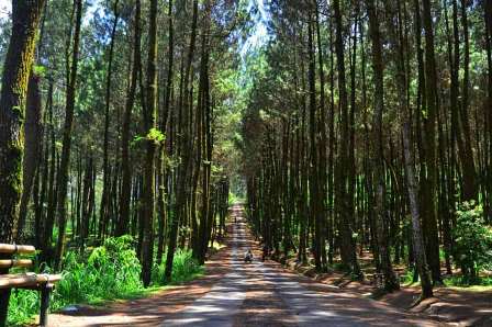 Lokasi Top Selfie Wisata Hutan Pinus Kragilan Magelang