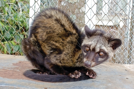 coffee luwak, luwak kopi, luwak coffee