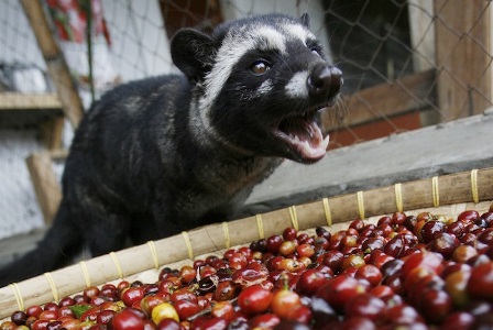 coffee luwak, luwak kopi, luwak coffee